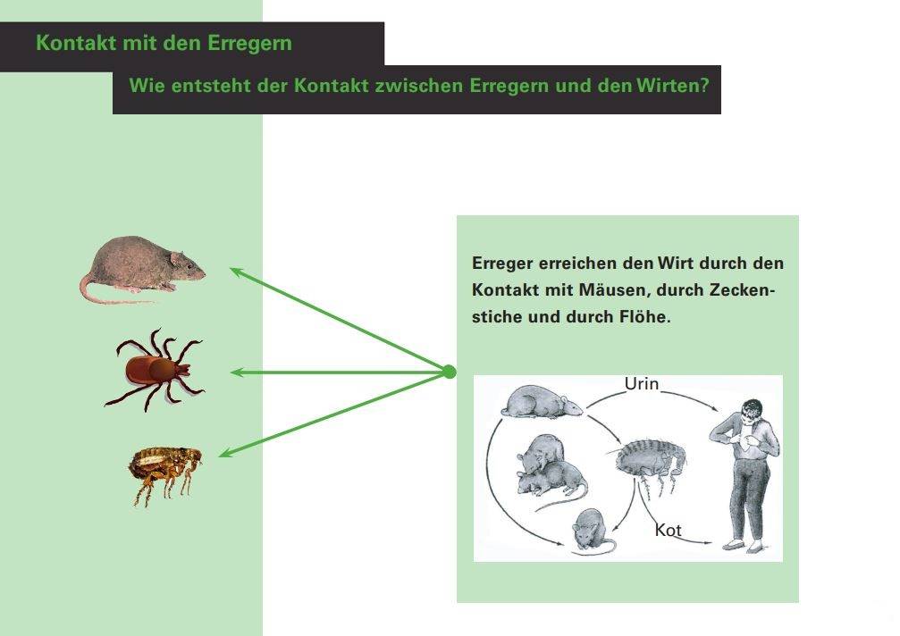 Erregern und den Wirten 3