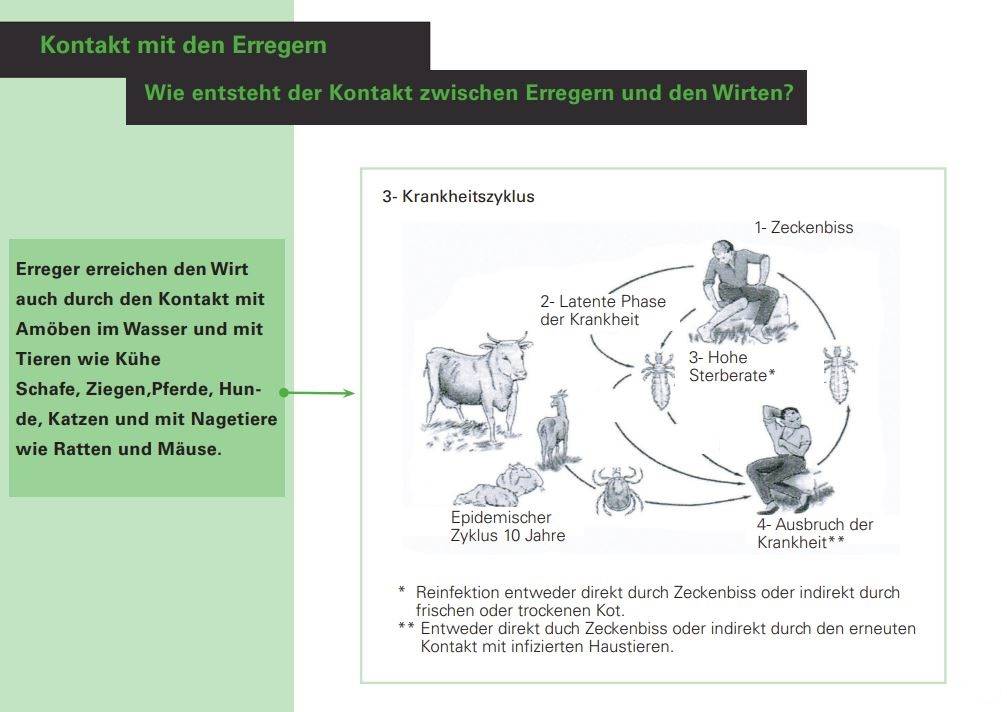 Erregern und den Wirten