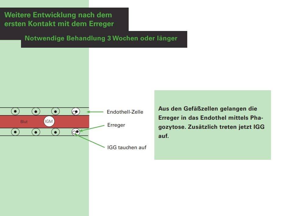 Kontakt mit dem Erreger